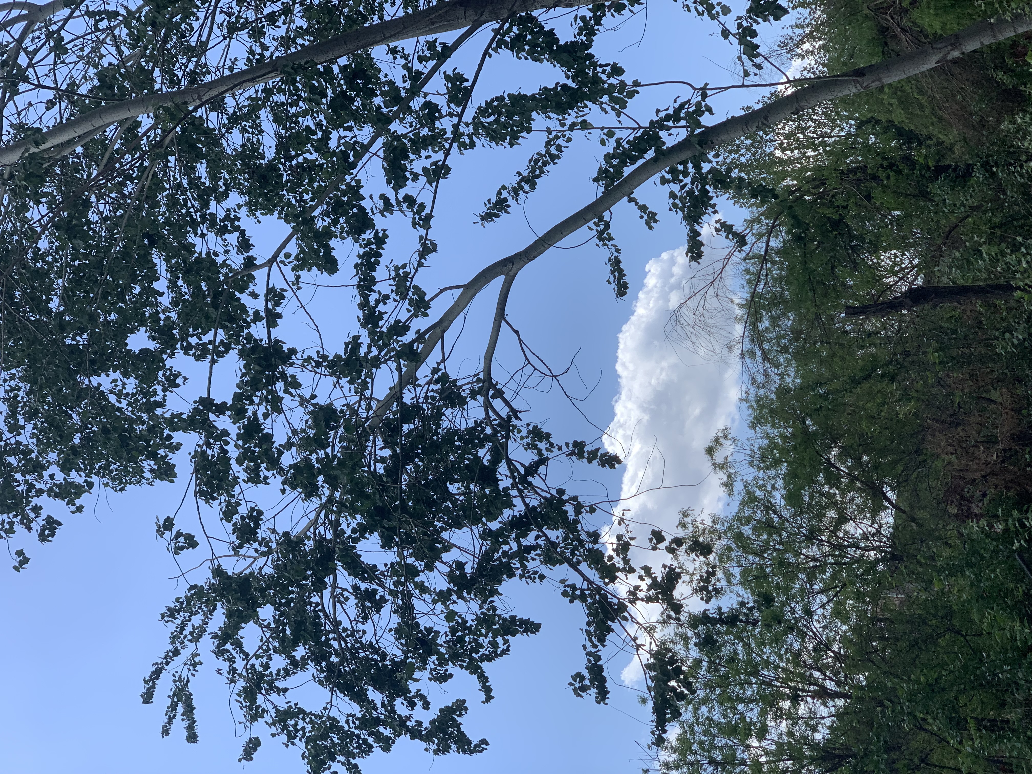 拼多多老链接没有流量，先别急着删，这样操作还能爆！